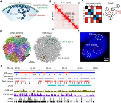 Finding Friends in the Crowd: Three-Dimensional Cliques of Topological Genomic Domains